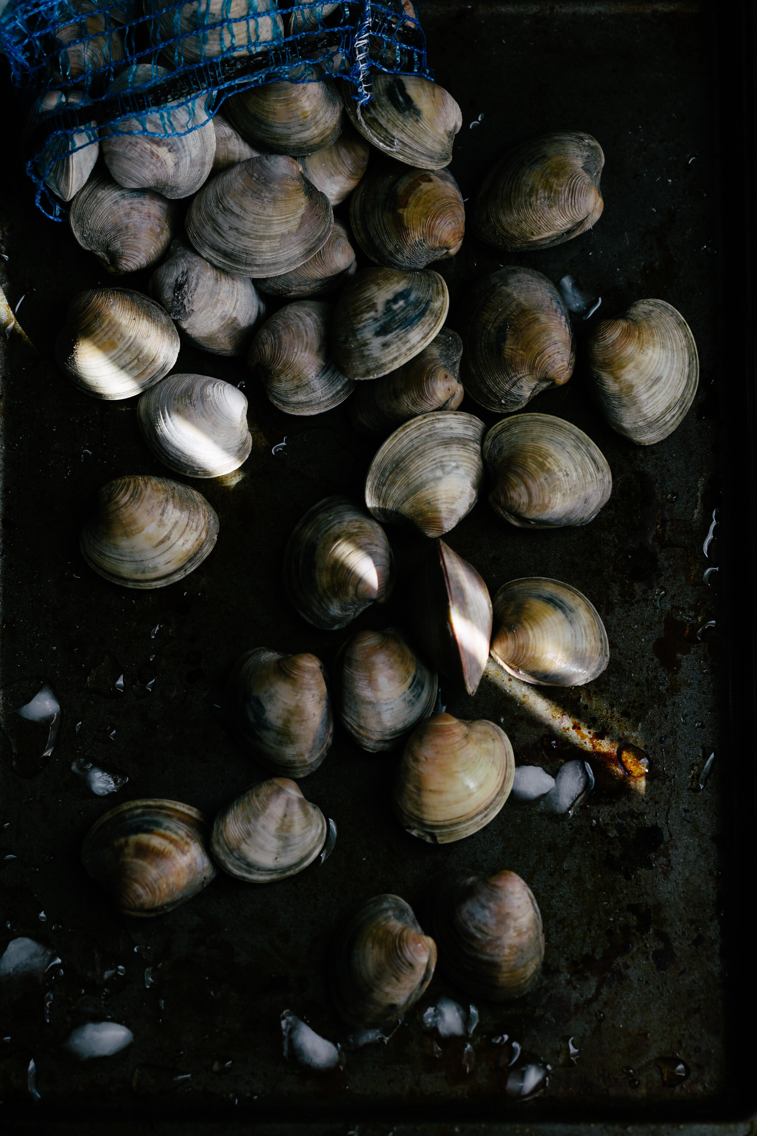 clams-4682.jpg