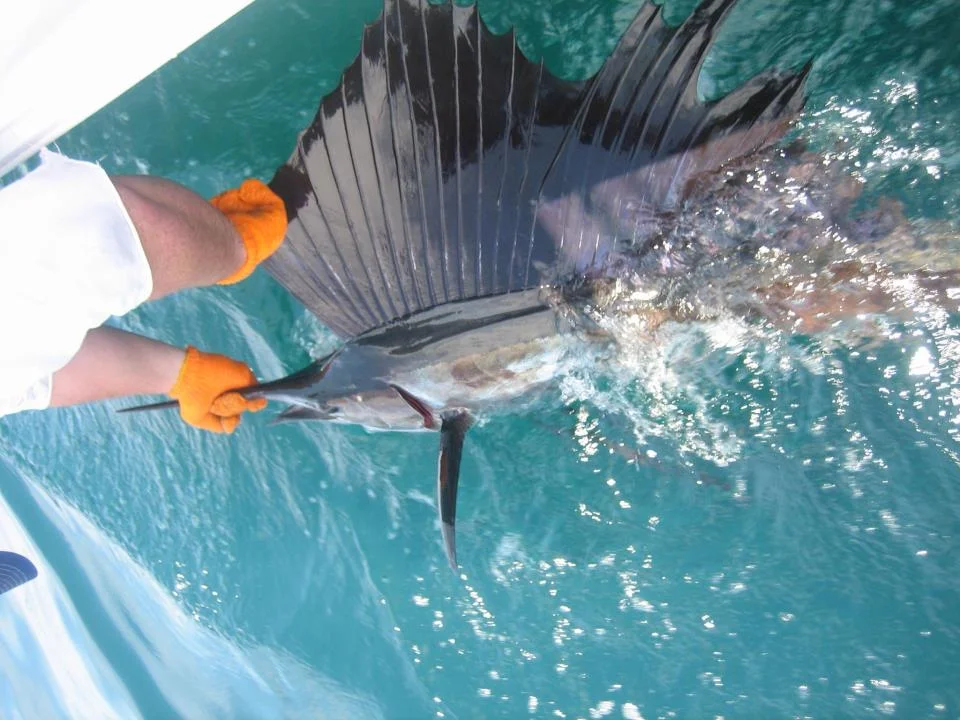 sail fish.jpg