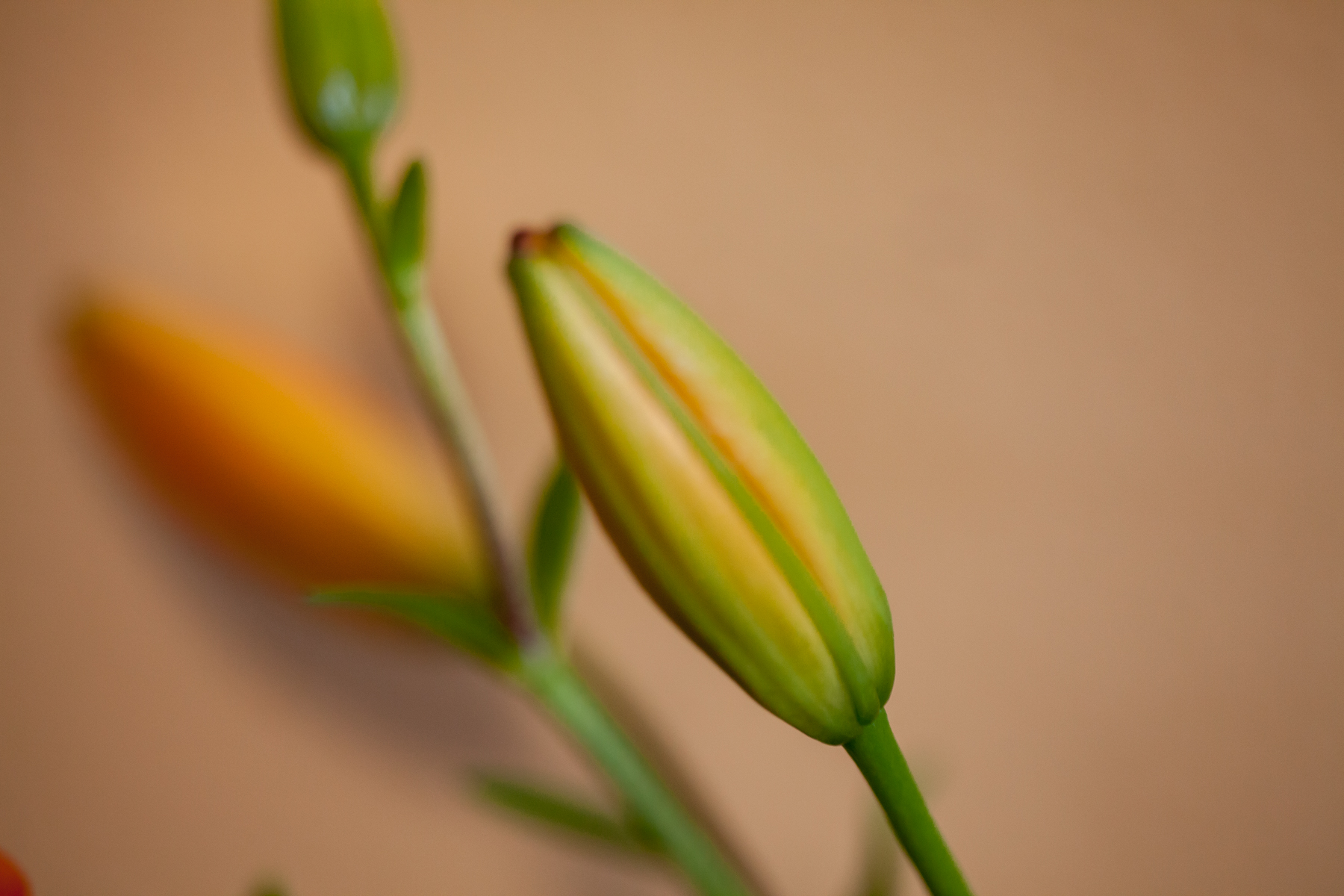 SquareSpace5.18.17-293.jpg