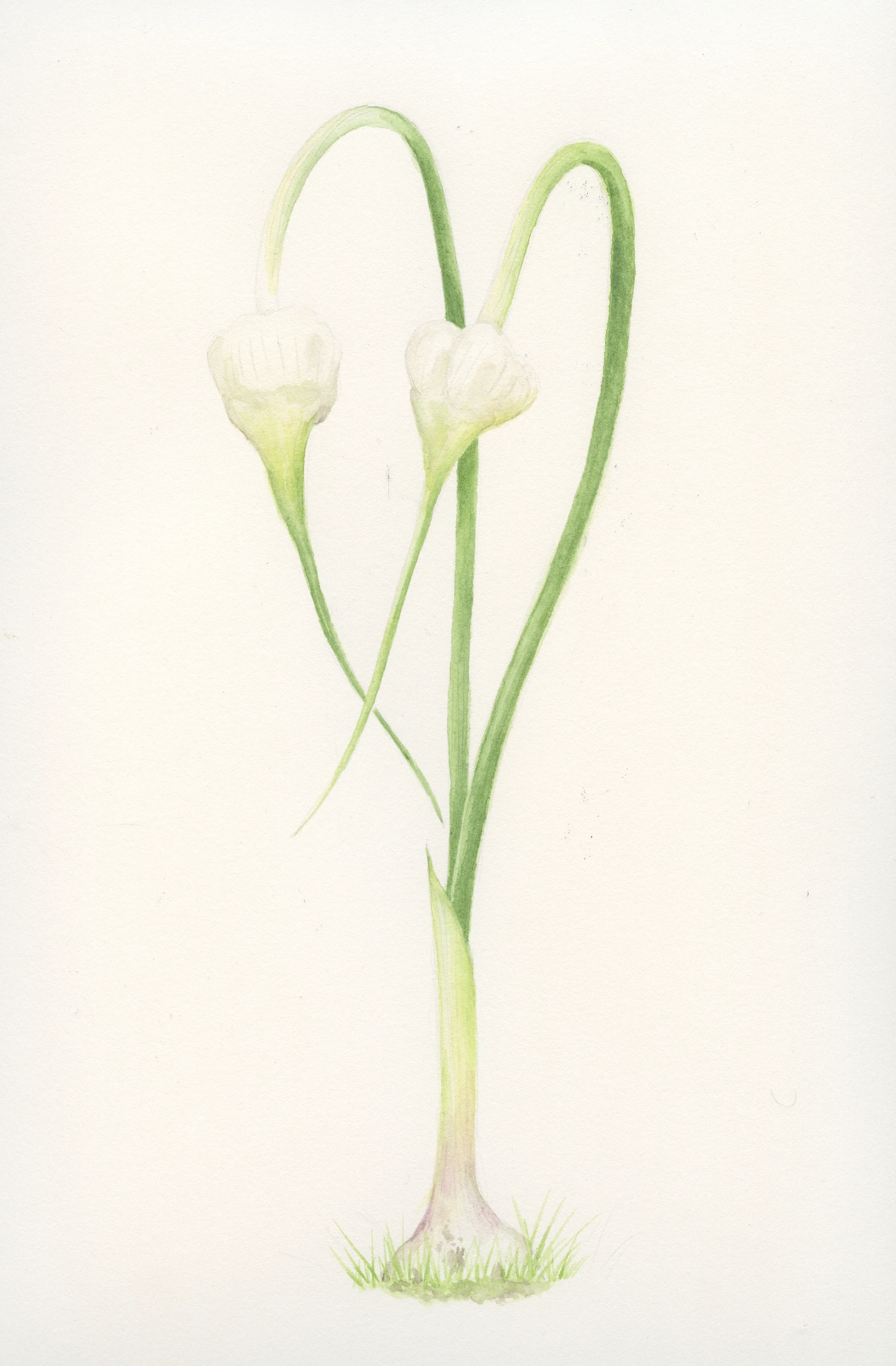 sst ch3 garlic.jpg