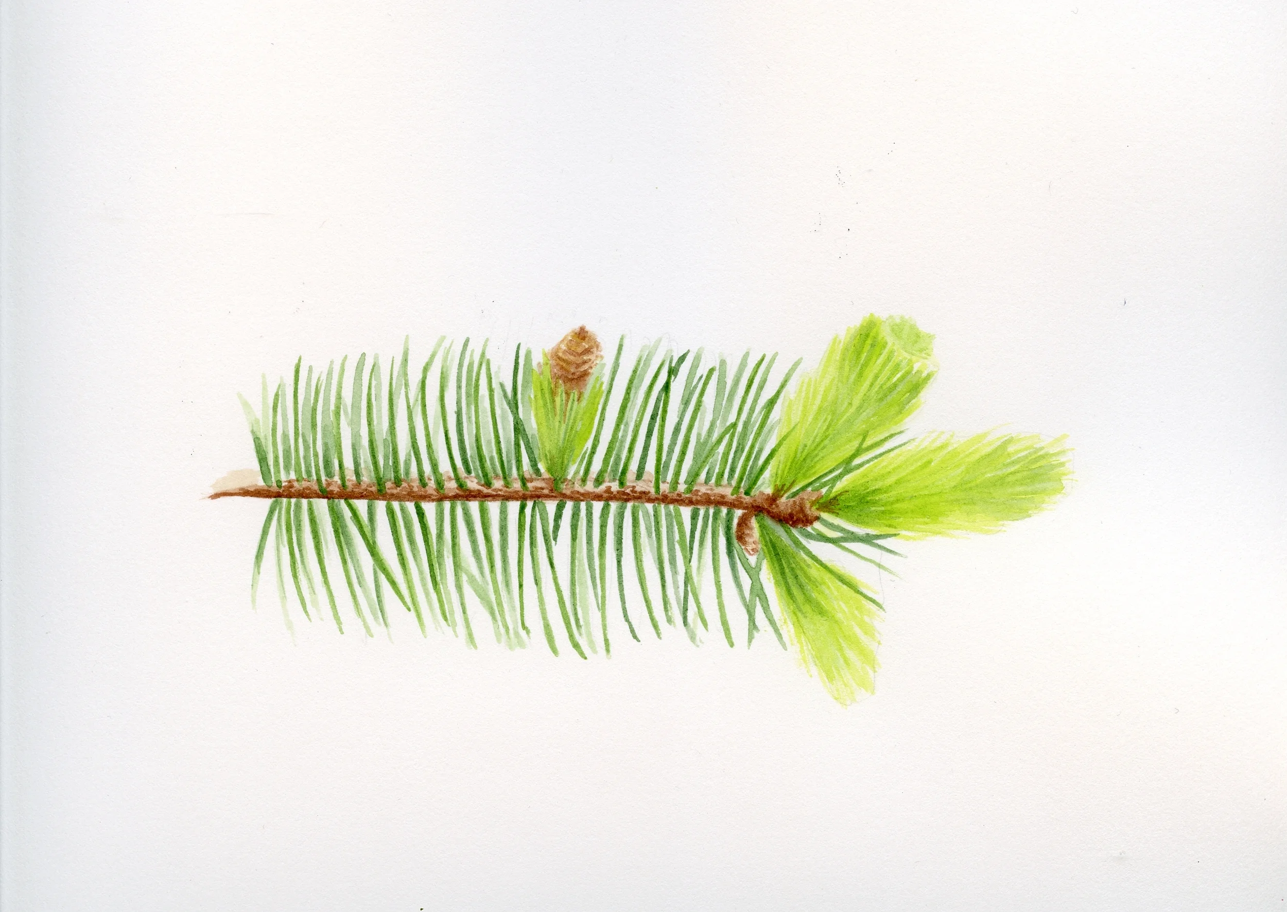 sst ch3 spruce.jpg
