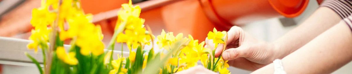 Blumenpflege_ Haussitter-Services .jpg