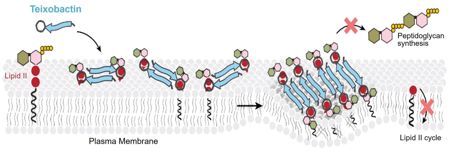 The Science — NovoBiotic Pharmaceuticals