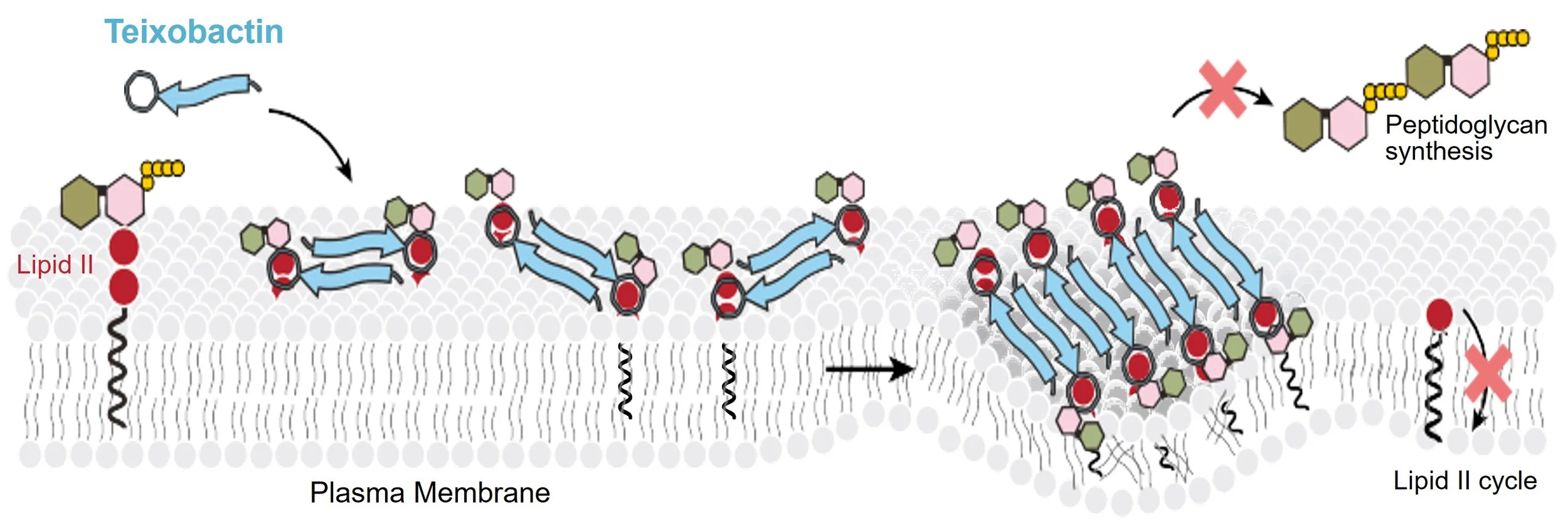 The Science — NovoBiotic Pharmaceuticals