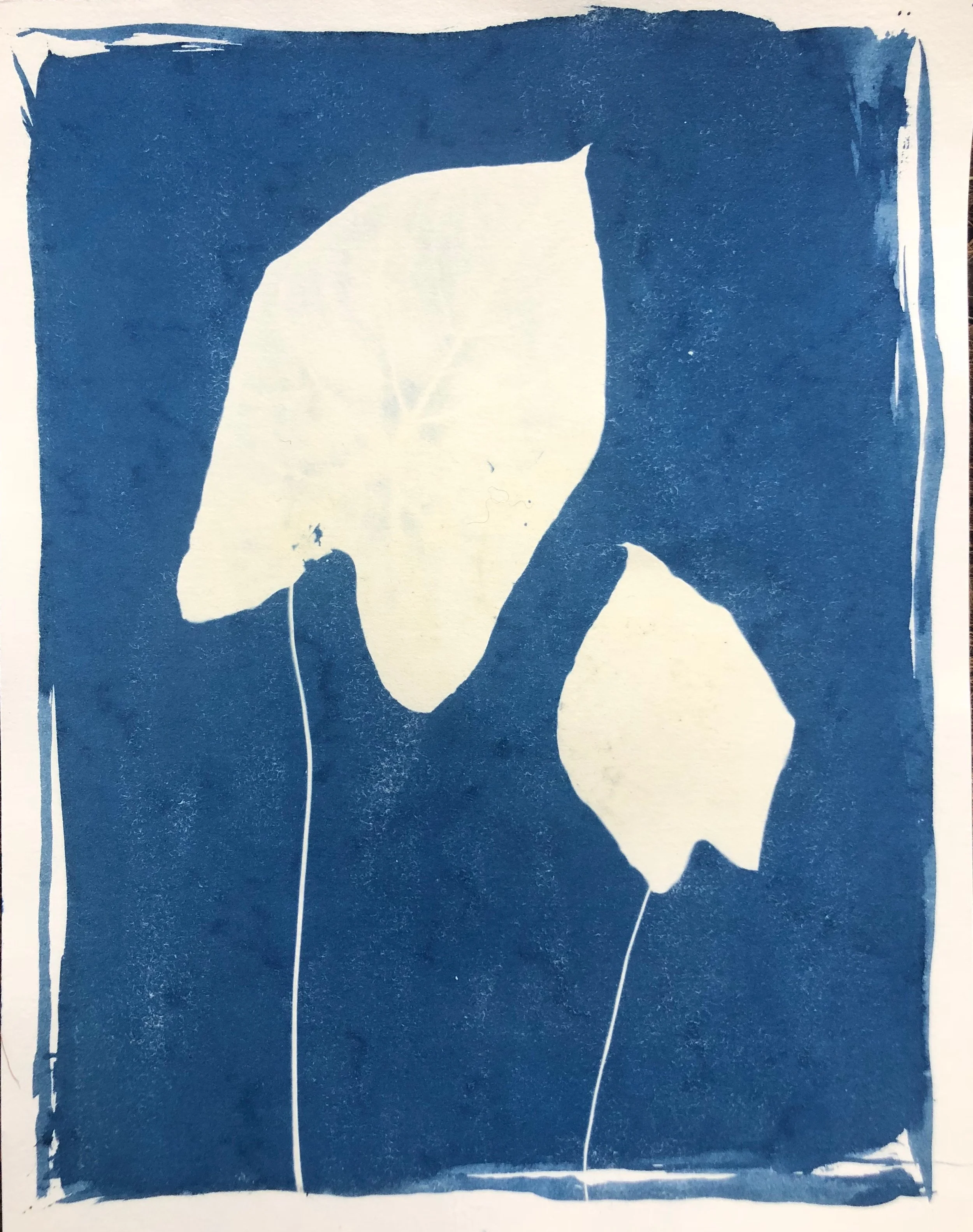 Liza Snyder Cyanotypes