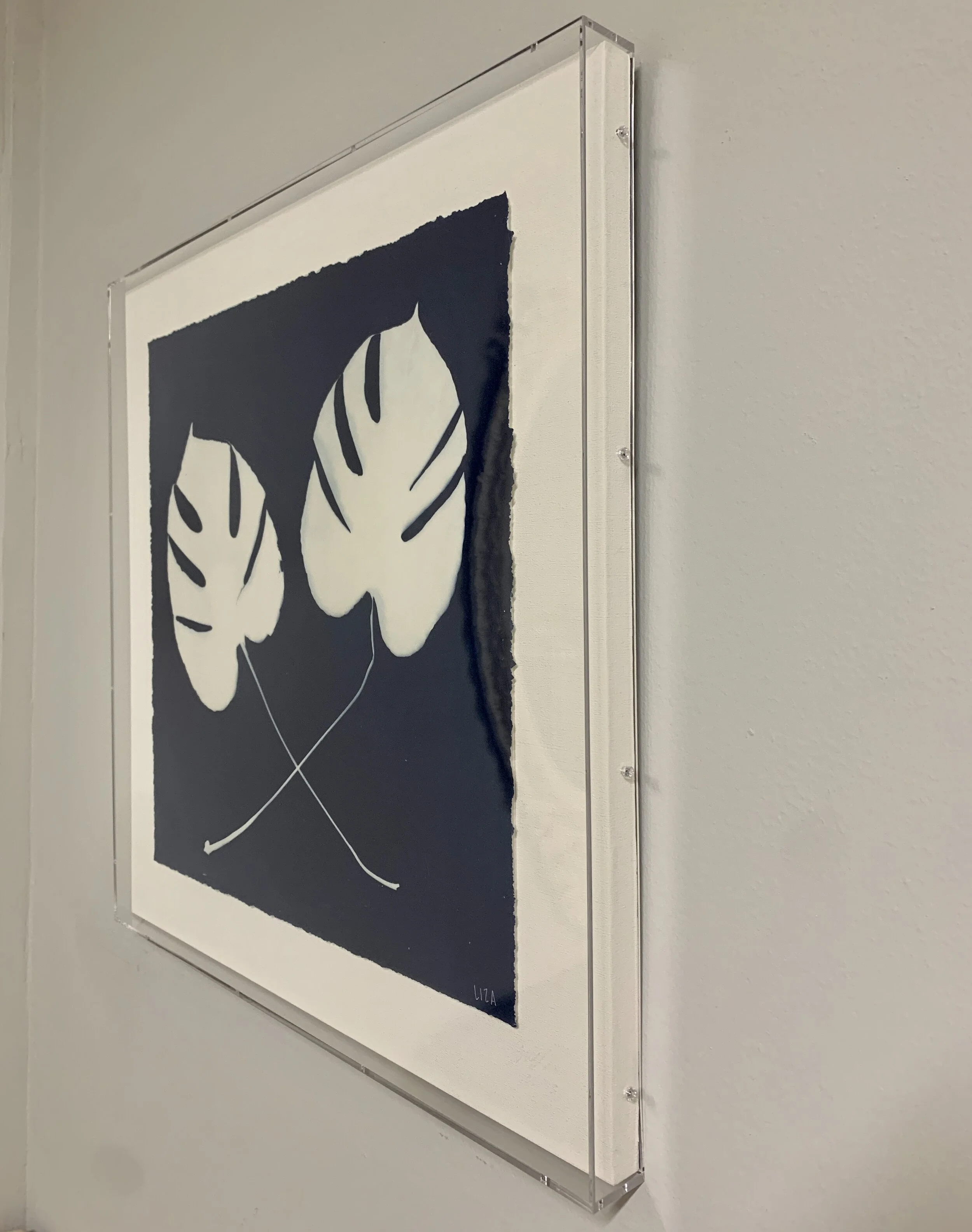 mba connect monstera side view.JPG