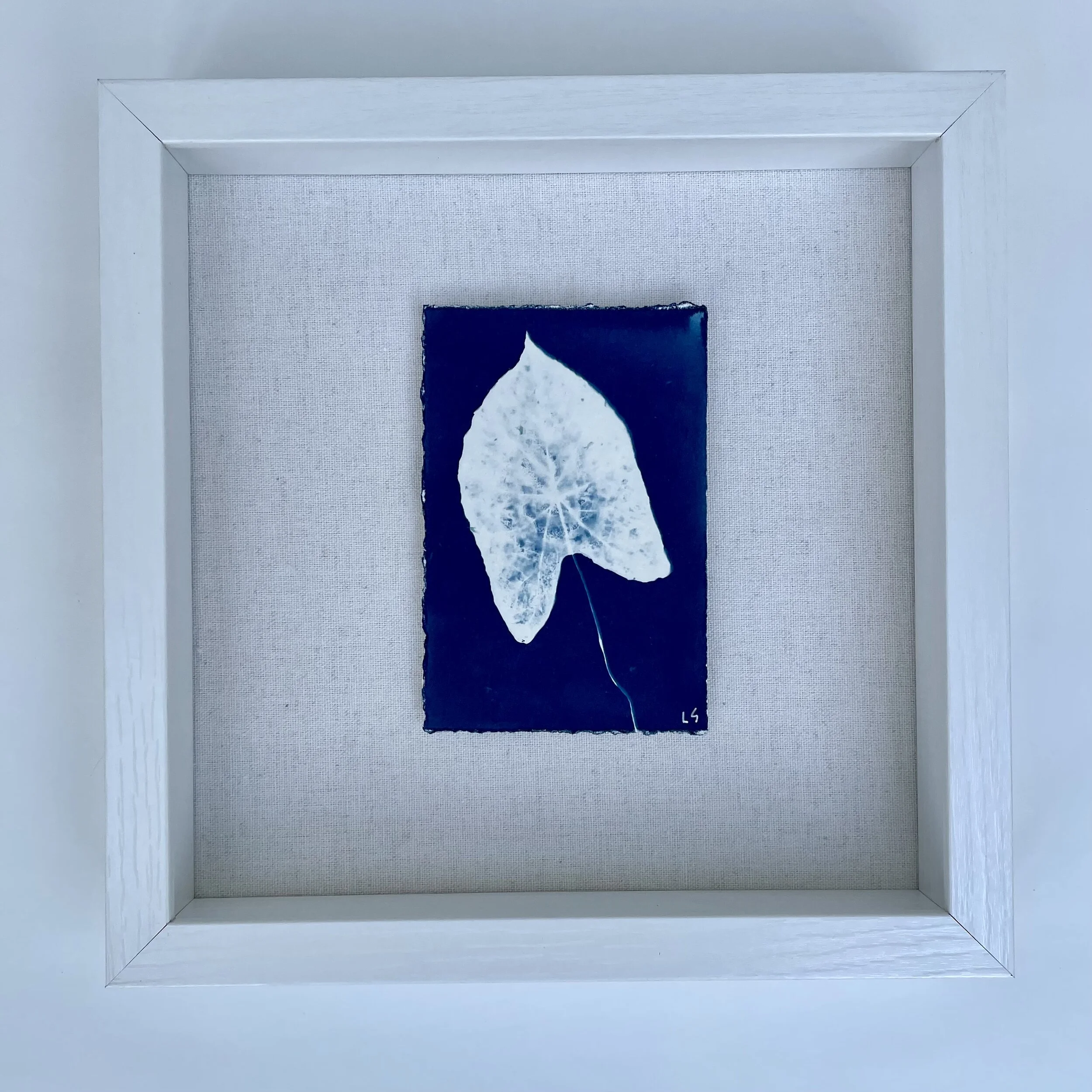 Botanical Caladium 1.JPG