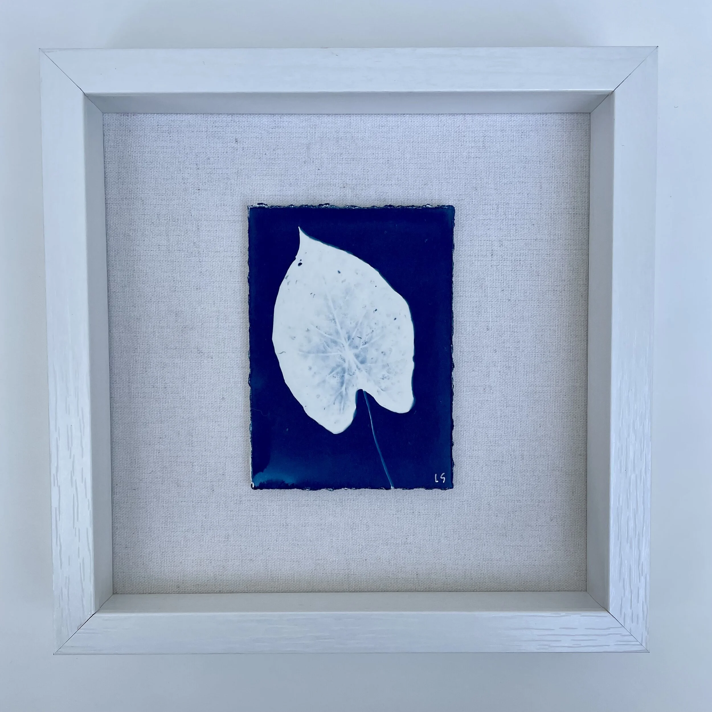 Botanical Caladium 2.JPG