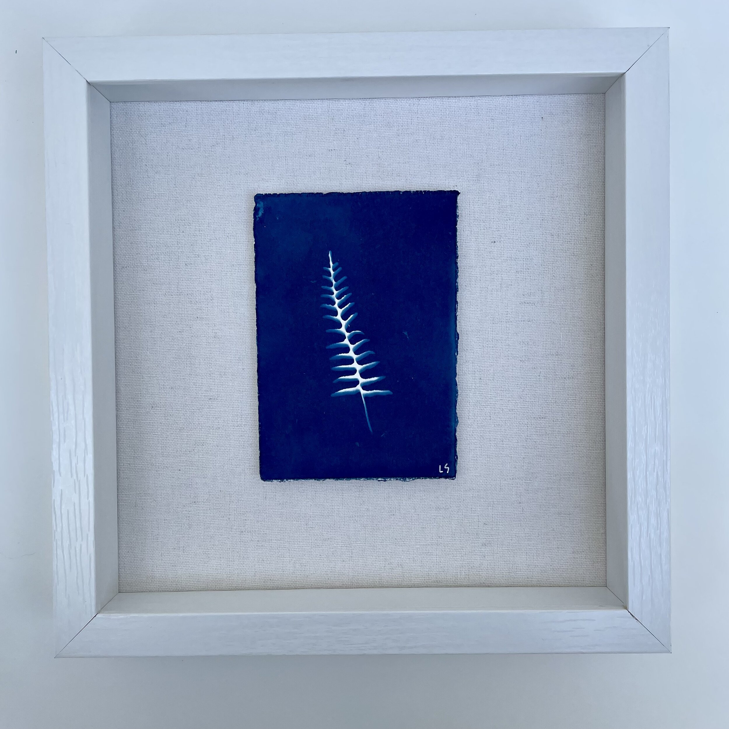 Botanical Resurrection Fern.JPG