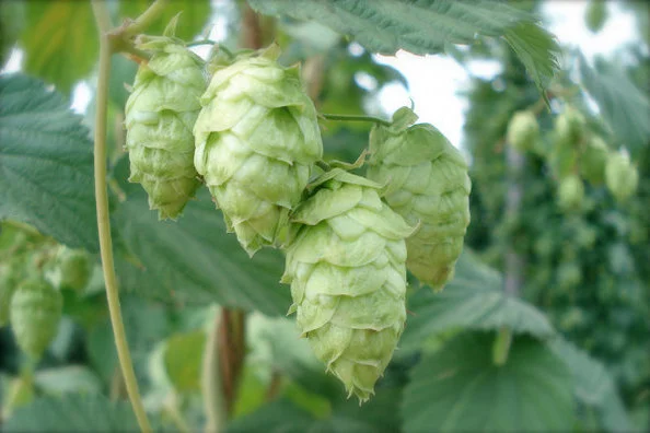 The Iron Press Costa Mesa - El Segundo Brewing Co. Tap Takeover - Beer Lineup