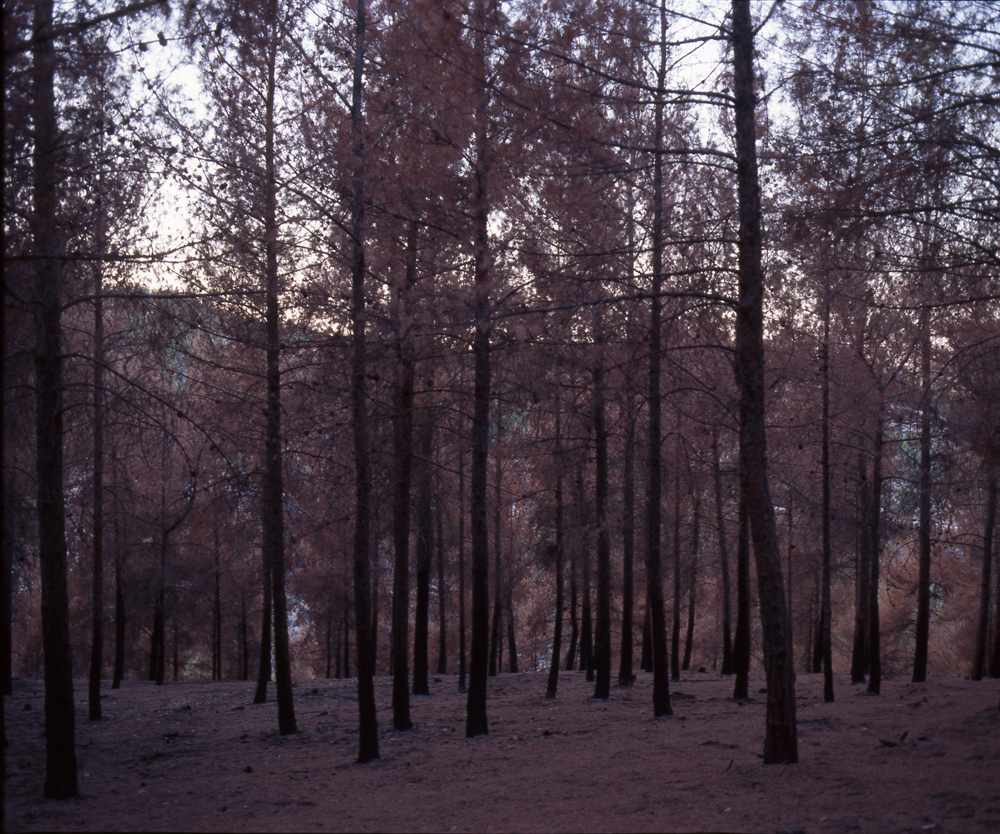 006-burn forest-1-lr.jpg