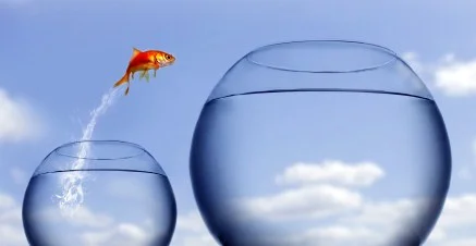 fish.jpg