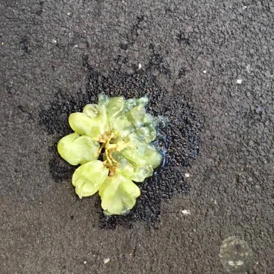 Miyagi Wisdom #2- *Squish* Just Like Grape