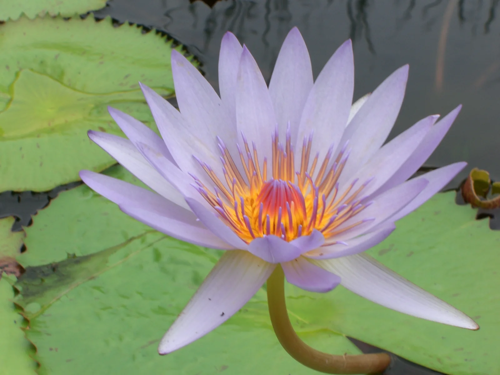 New Year, New Attribute!