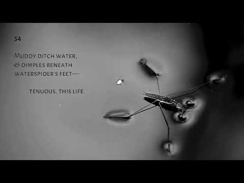Psalms 54 - Waterspider