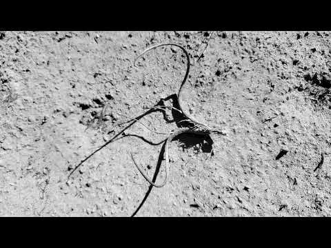 Psalms 146 - Devil's Claw