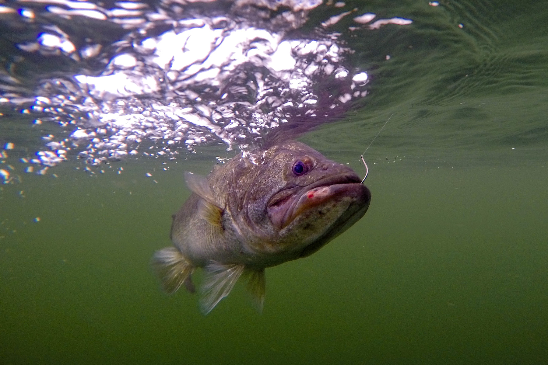 The Sweet Simplicity of Shiner Fishing — Sweetwater Fishing Blog