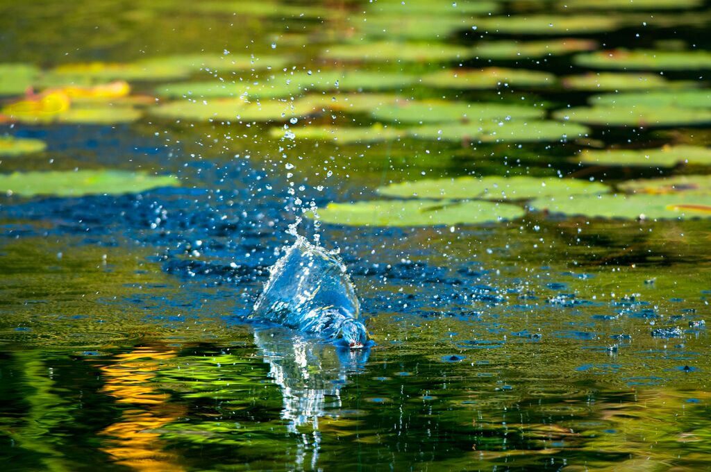 Fishing topwaters around shallow cover is highly dependent on light conditions.