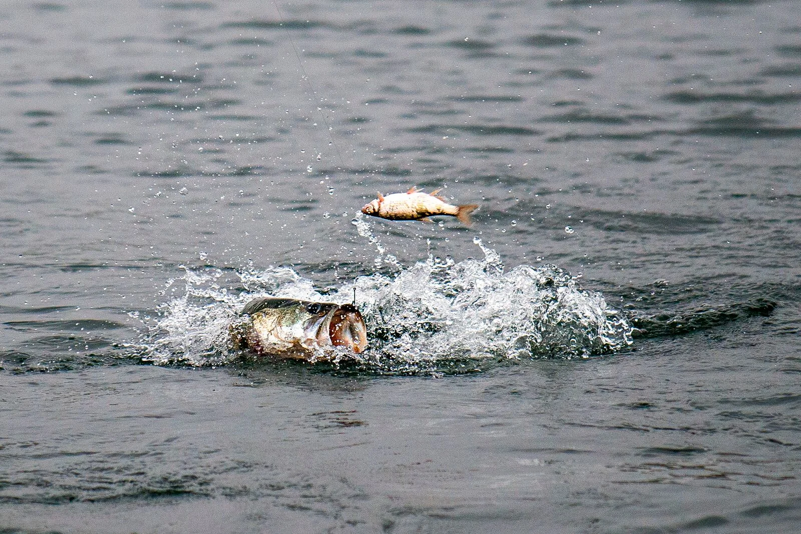 How to Tie a Shiner Rig