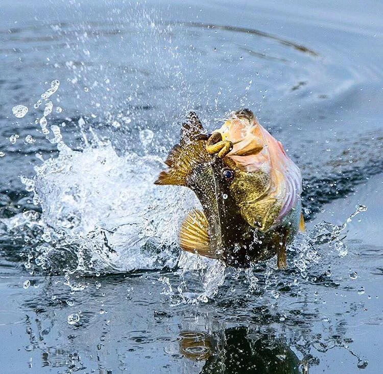 Basics to Build on in the Sport of Bass Fishing