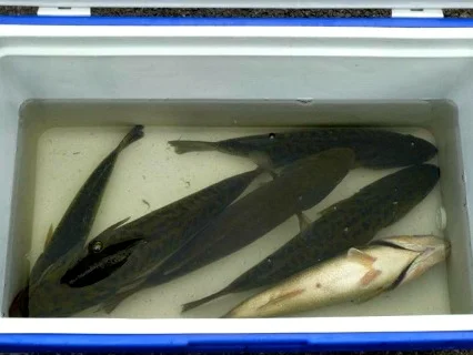 How To Keep Fish Alive During Hot Summer Tournaments