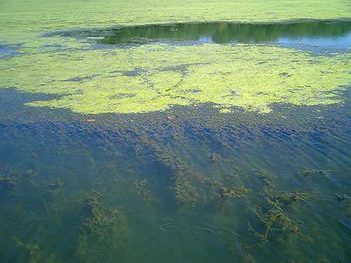 Matted hydrilla