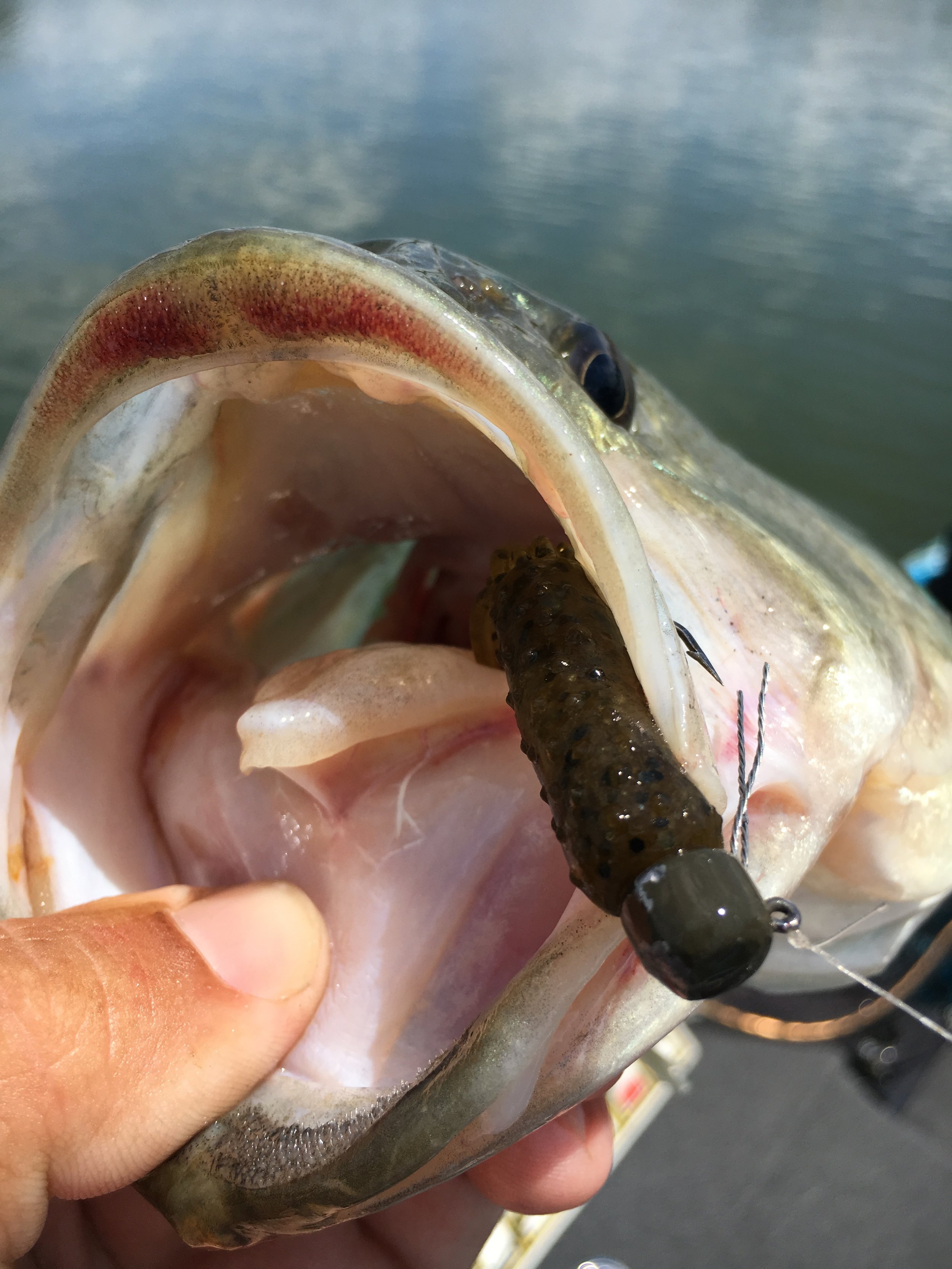 TRD TubeZ The Ultimate Finesse Bait — Sweetwater Fishing Blog