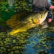 Question: What Baits Work Best for Finicky Bass In Clear Water
