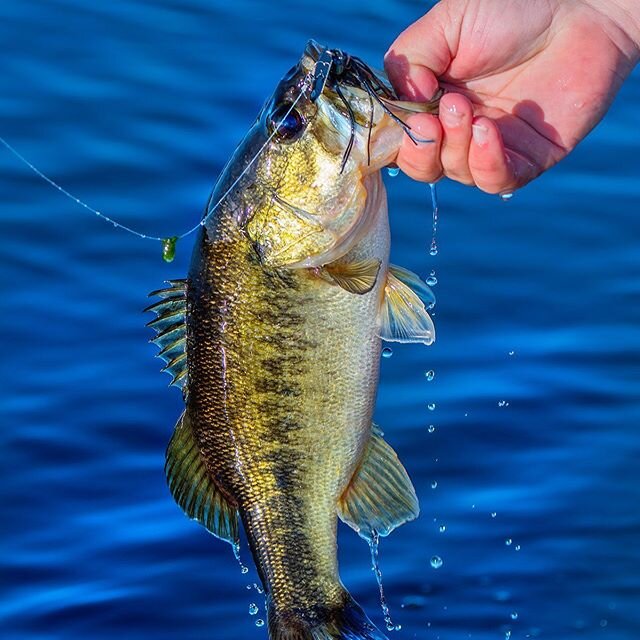 A Chatterbait sticking out of the snout of a chunky bass has got to be one of the most common sights in bass fishing.  #notsurprised #chatterbaitforthewin