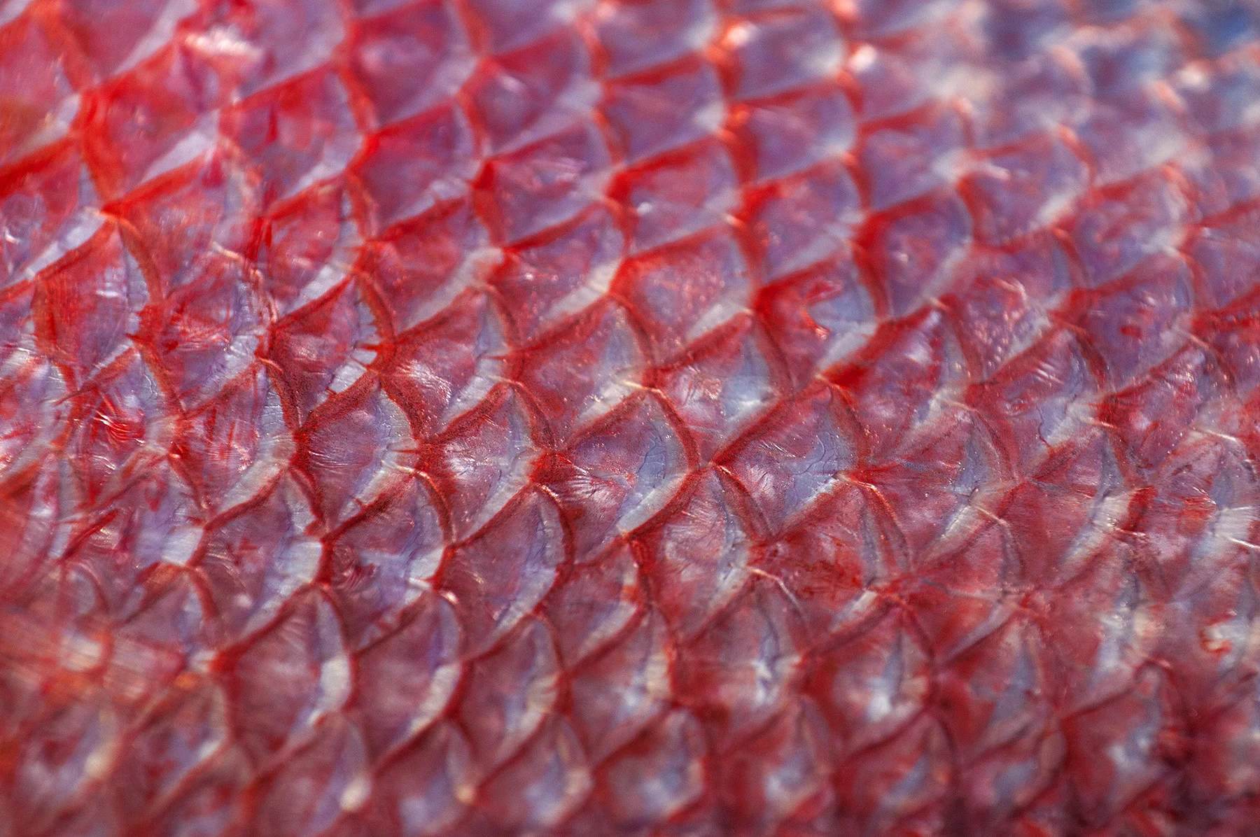 snapper scales closeup. nikon d300s, 200mm, f/7.1, 1/640 sec