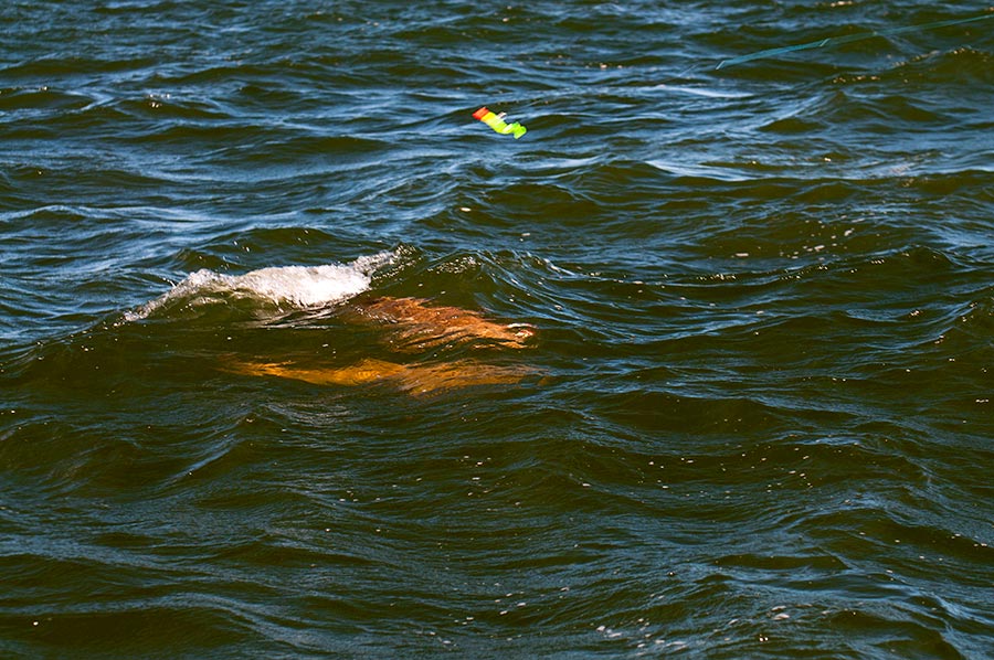 a jig heading right for two surface cruising cobias. nikon d300s, 110mm, f/5.6, 1/200 sec