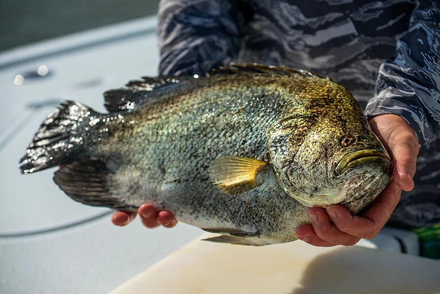 tripletail at the fish cleaning station. nikon d800, 98mm, f/5.0, 1/2500 sec 