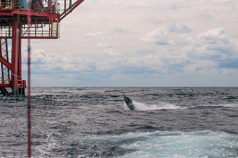 blue marlin tailwalking past the rig before breaking off. nikon d300s, 70mm, f/4.5, 1/5000 sec
