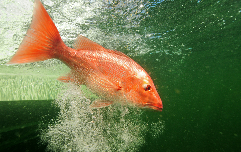 Cleaning and Cooking Red Snapper — Into the Blue Fishing Blog