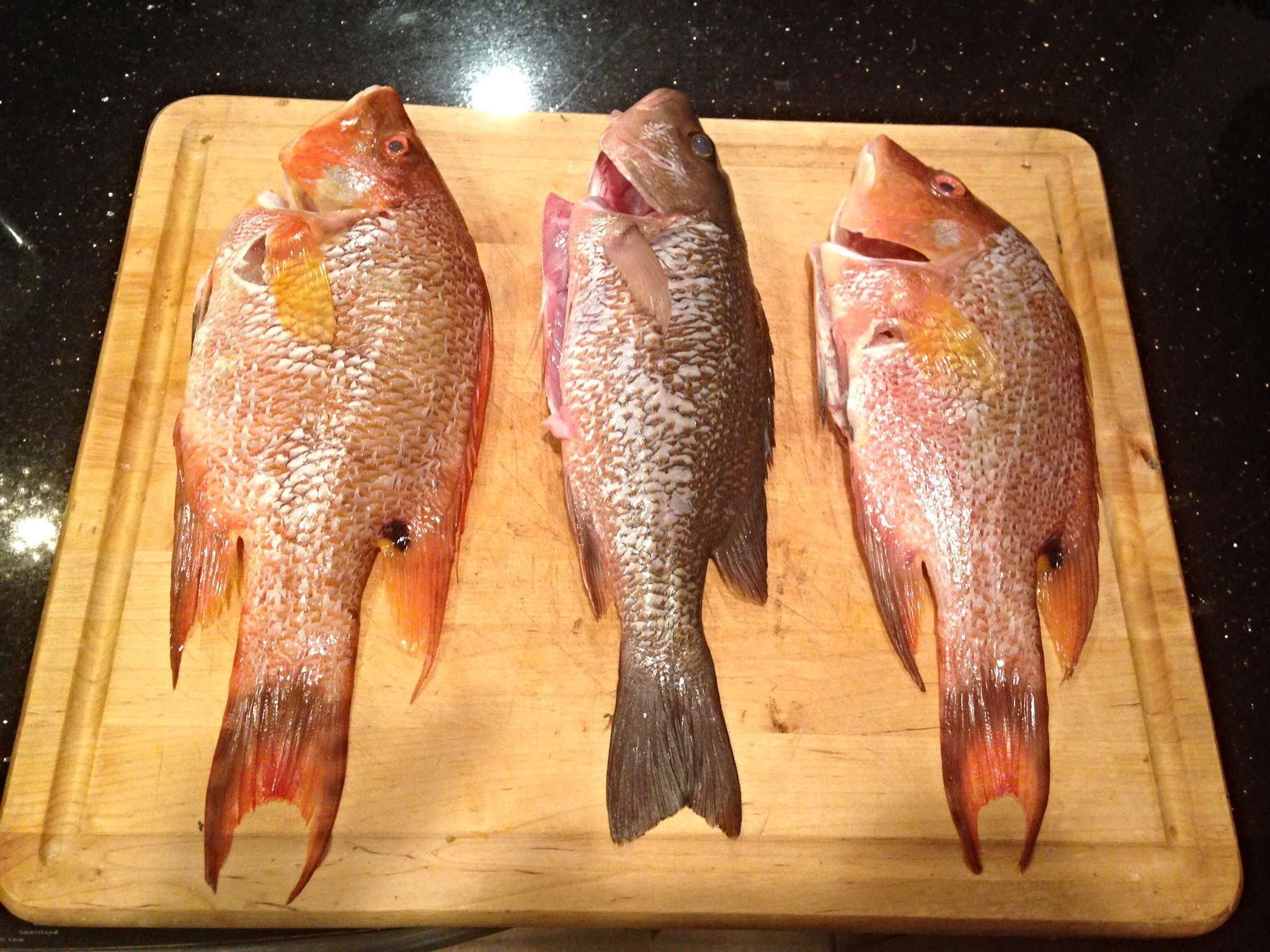 Average sized Mangrove Snapper or Hogfish perfect for preparing whole.