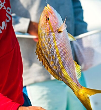 Florida Keys Yellowtail — Into the Blue Fishing Blog