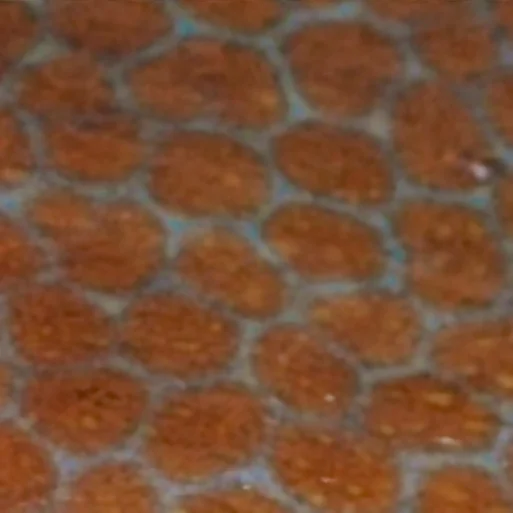 Mystery Fish: Revealed