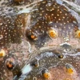 #MacroMonday Fish: Revealed