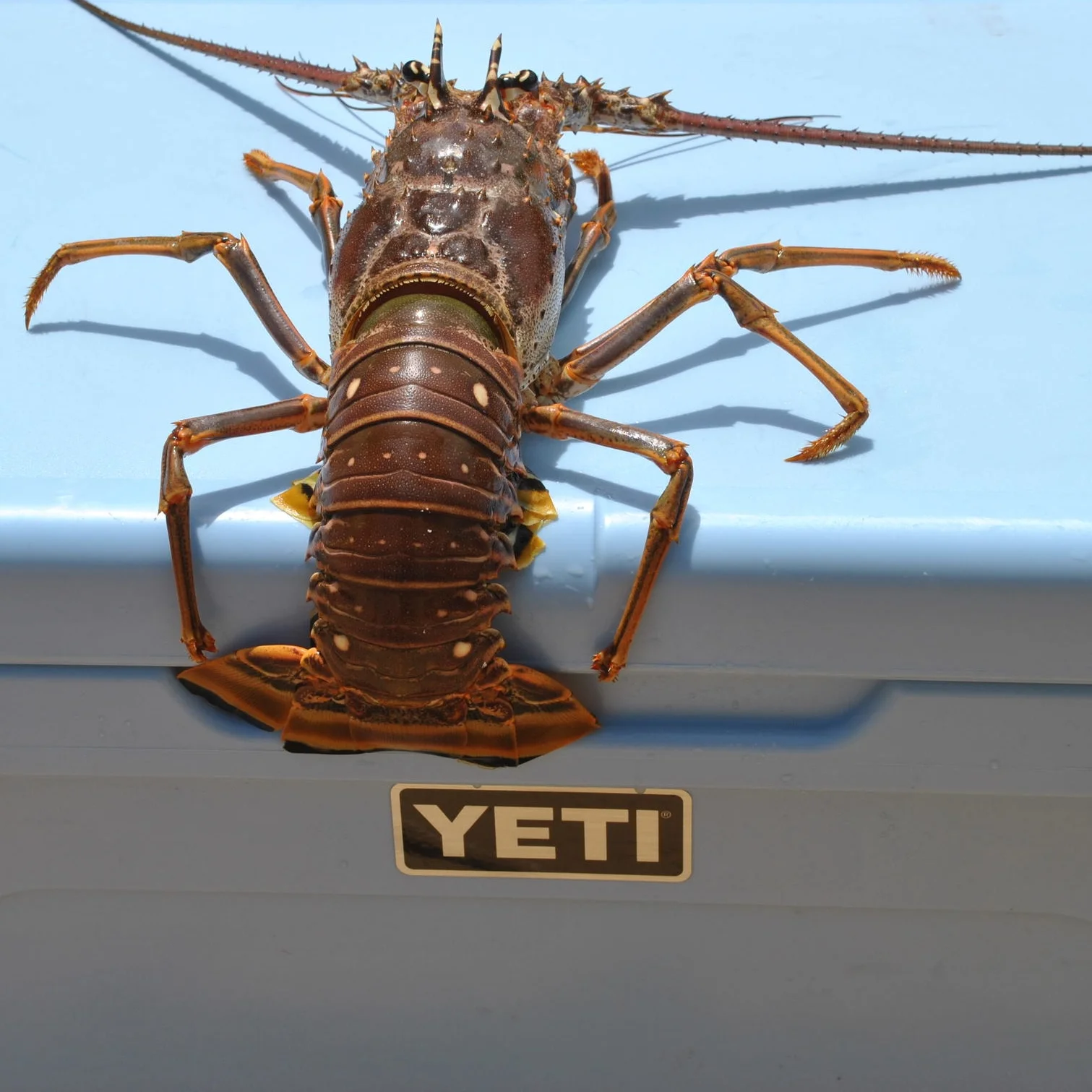 Top 5 Spiny Lobster Recipes