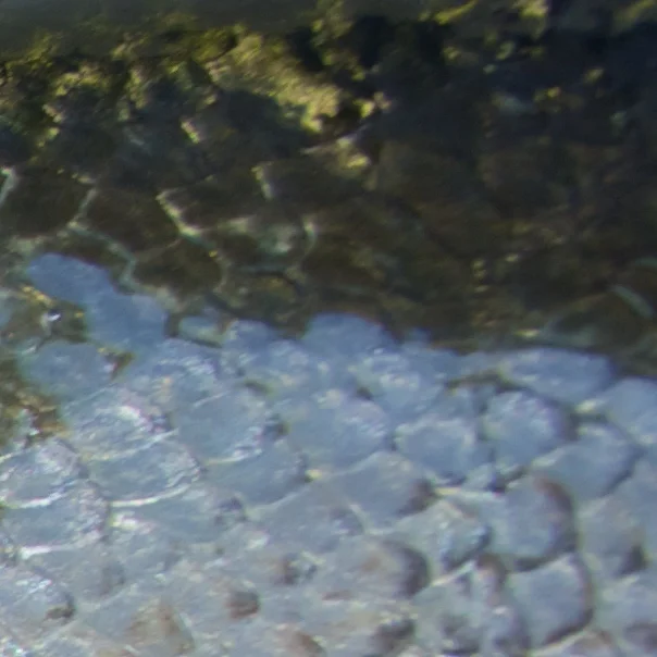 #MacroMonday Fish: Revealed