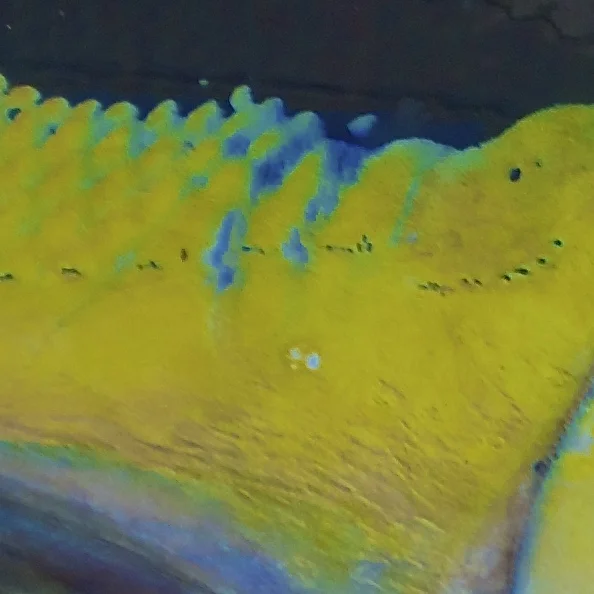 #MacroMonday Fish: Revealed