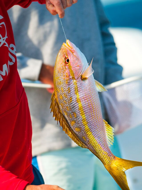 Setup for Yellowtail Snapper — Into the Blue Fishing Blog