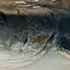 #MacroMonday Fish: Revealed