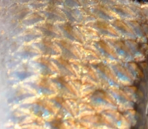 #MacroMonday Fish: Revealed