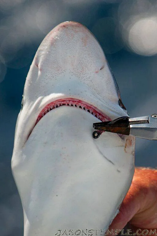 Handling Small Sharks