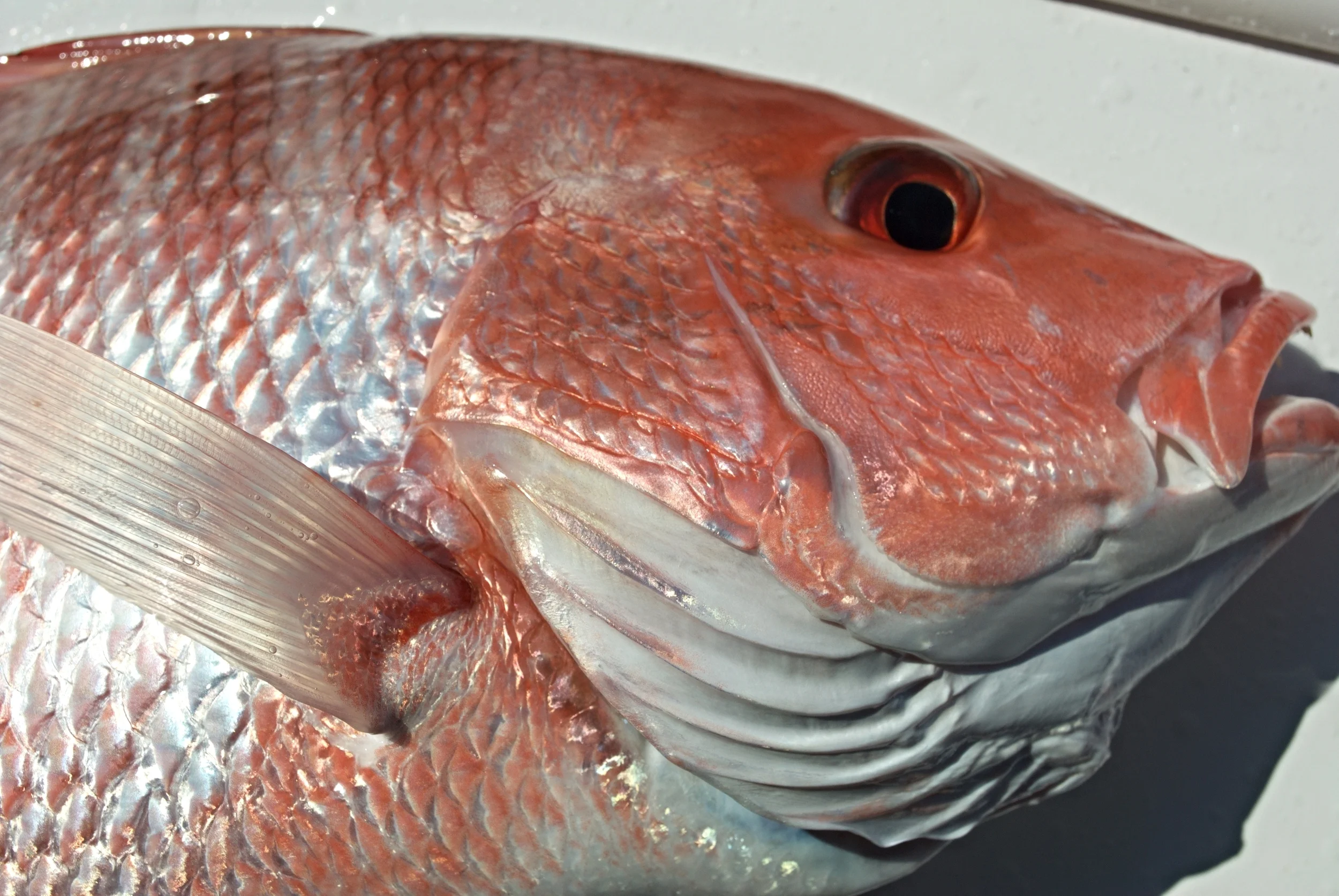 Gear for Red Snapper