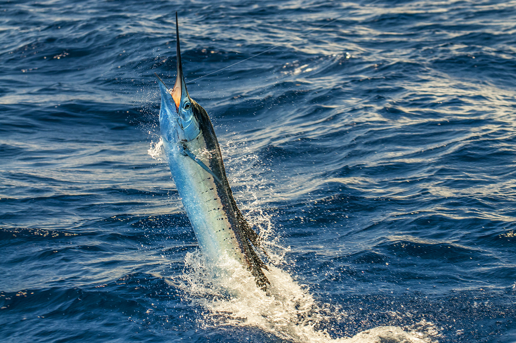 For episodes on Sailfish or Marlin, go to our Youtube Channel at https://goo.gl/9M88Rv