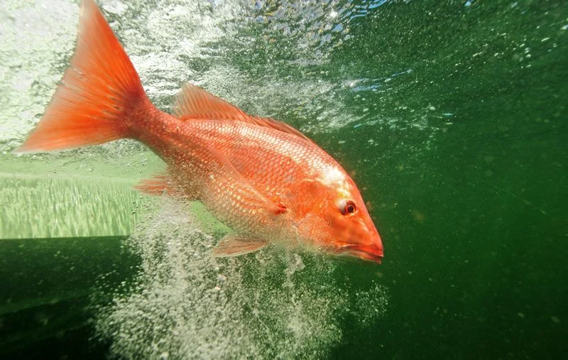 Captain Steve's Snapper How To