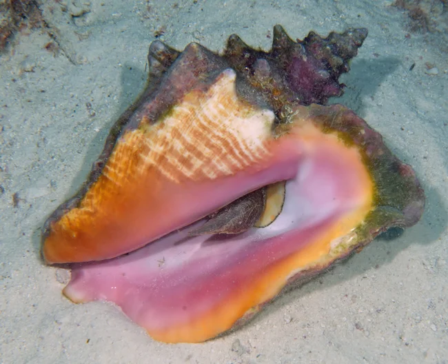 Florida Keys Conch Chowder