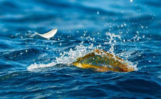Crusted Yellowtail Snapper